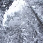 雪山御嶽山の木々